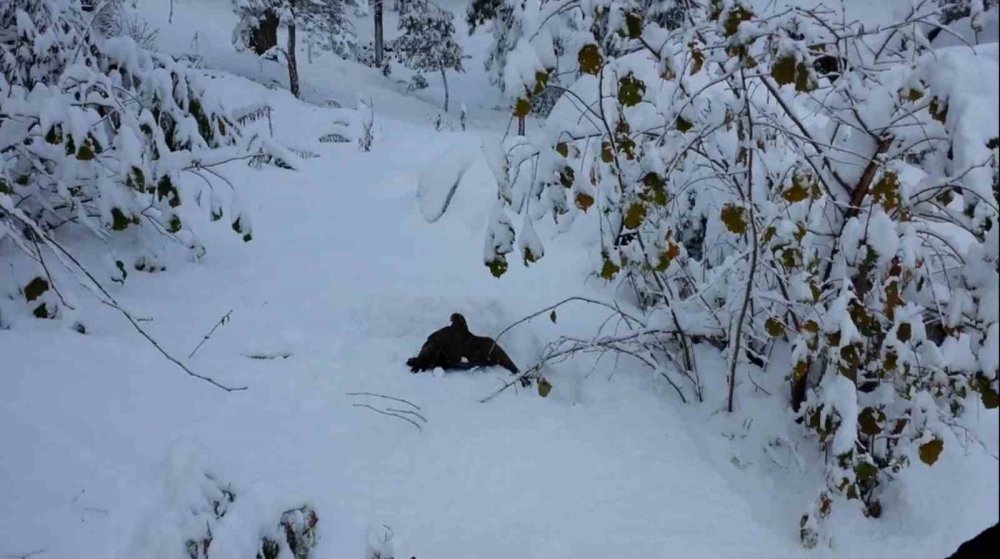 Kargayı Atmacanın Pençelerinden Yoldan Geçen Vatandaşlar Kurtardı