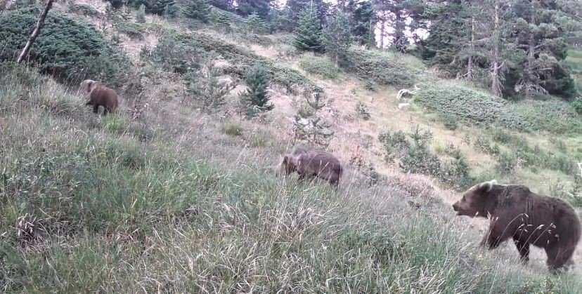 Uzmanlar Kış Uykusuna Yatmaya Hazırlanan Ayılar Konusunda Uyardı