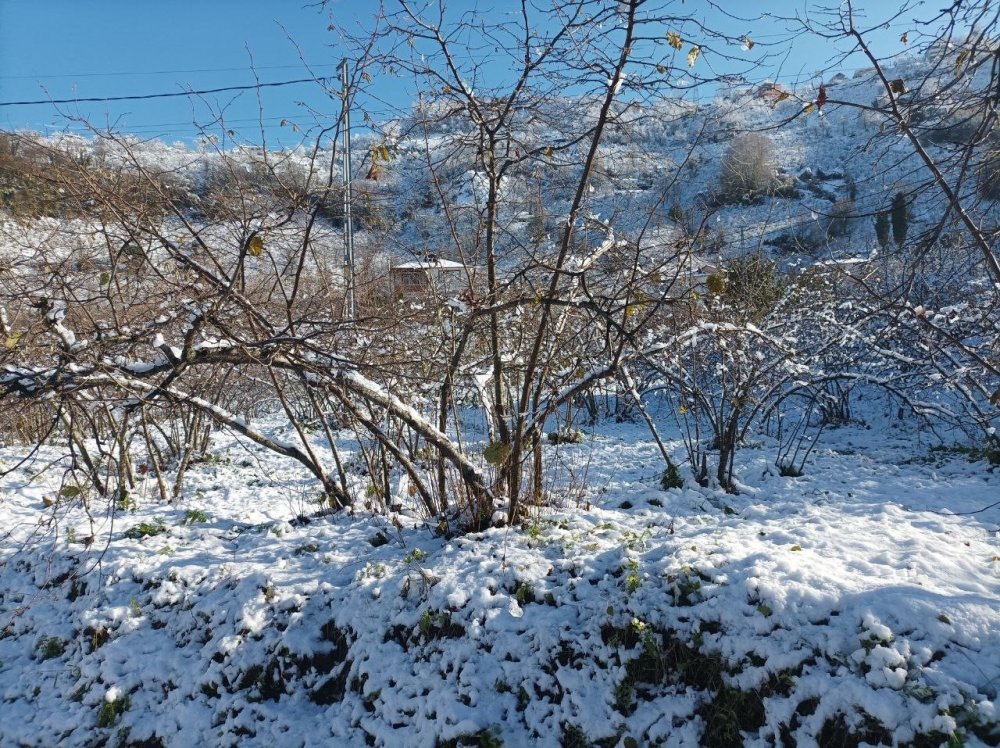 Mevsiminde Yağan Kar Fındık Üreticisini Sevindirdi