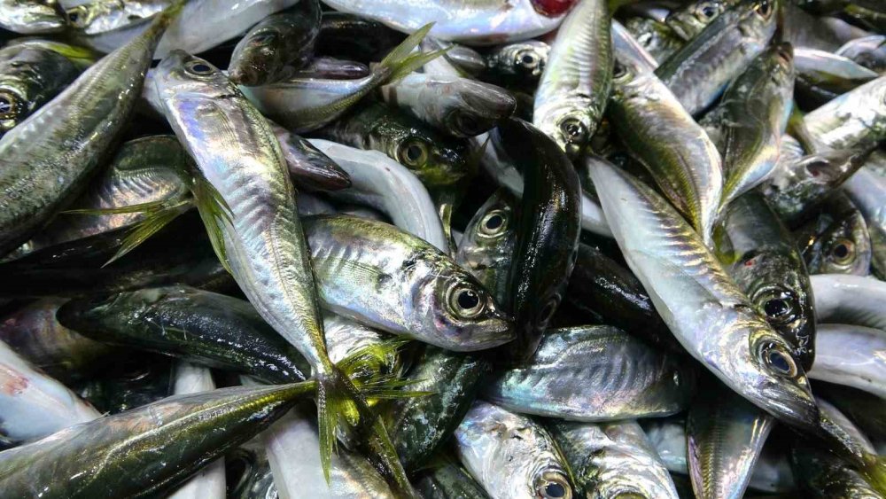 Beklenen Gürcistan Hamsisi Gelmeyince Tezgahlar Buzhane Hamsisine Kaldı