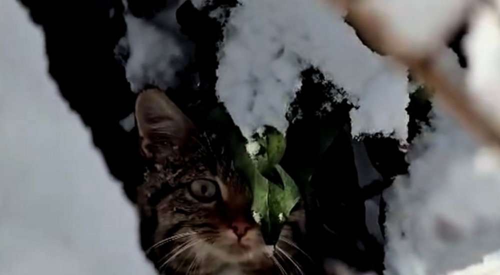 Bolu’da Karlar Arasında Yaban Kedisi Görüntülendi