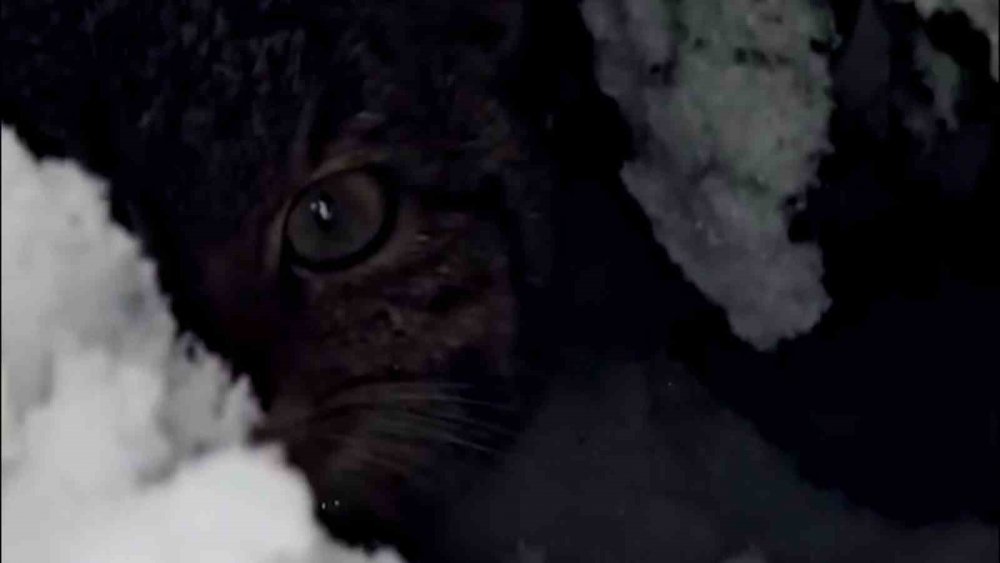 Bolu’da Karlar Arasında Yaban Kedisi Görüntülendi