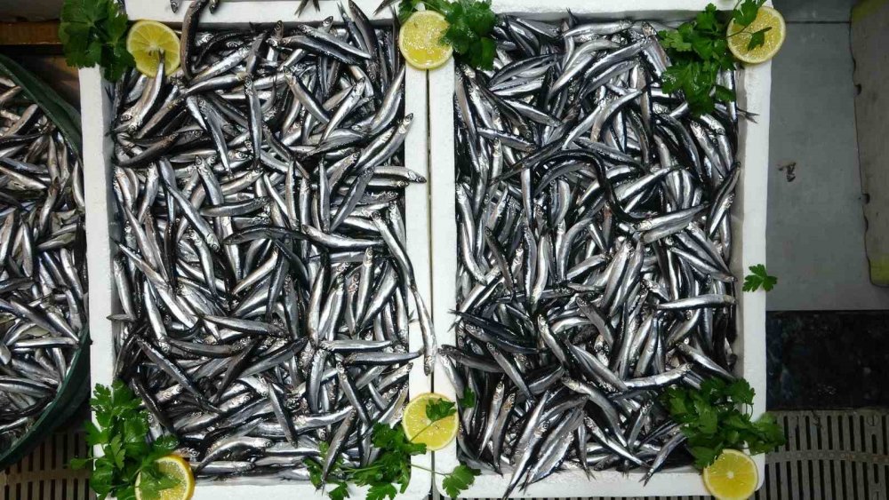 Türkiye’nin Hamsi İhracatında Avrupa Ülkeleri İlk Sırada