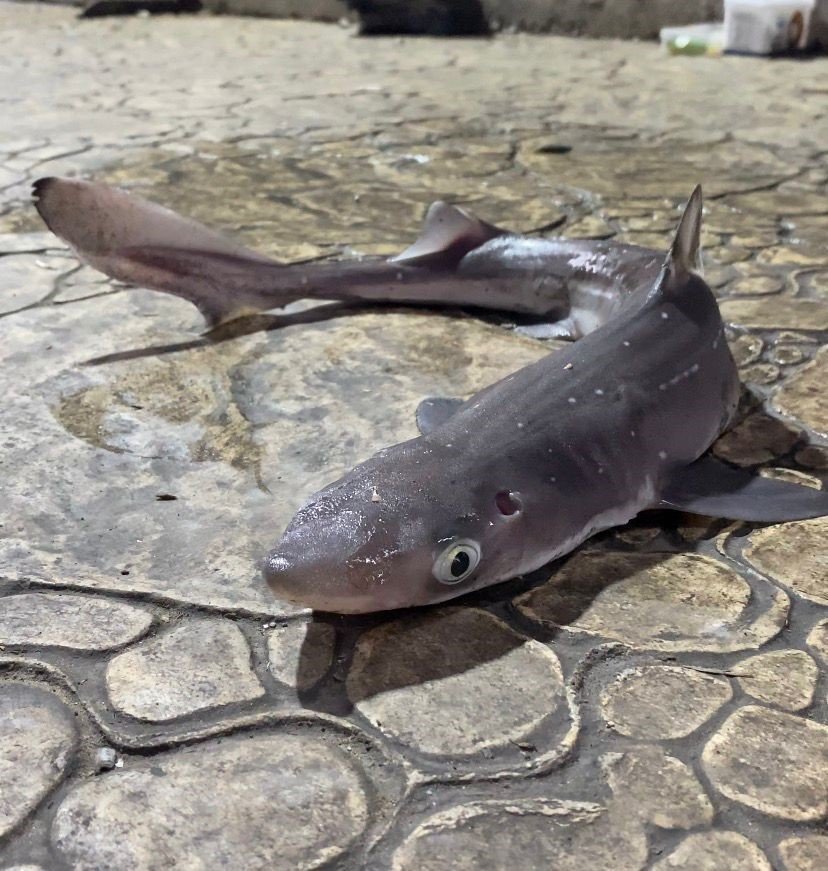 Köpekbalıkları Karadeniz’de Ağlardan Sonra Balıkçıların Oltalarına Da Takılmaya Başladı