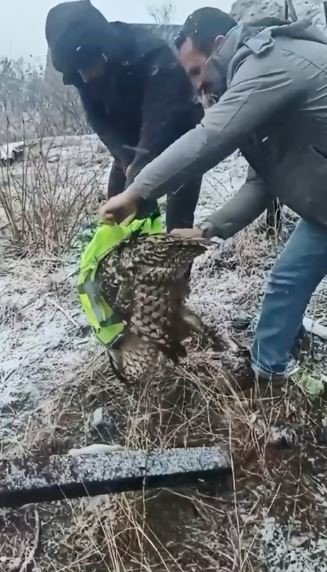 Artvin’de Tellere Takılan Baykuşu İl Özel İdaresi Ekipleri Kurtardı