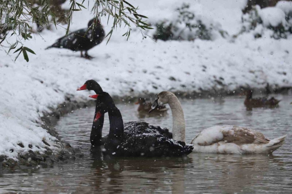 Avrupa’nın En Büyük Doğal Yaşam Parkı Ormanya Beyaz Örtüyle Kaplandı