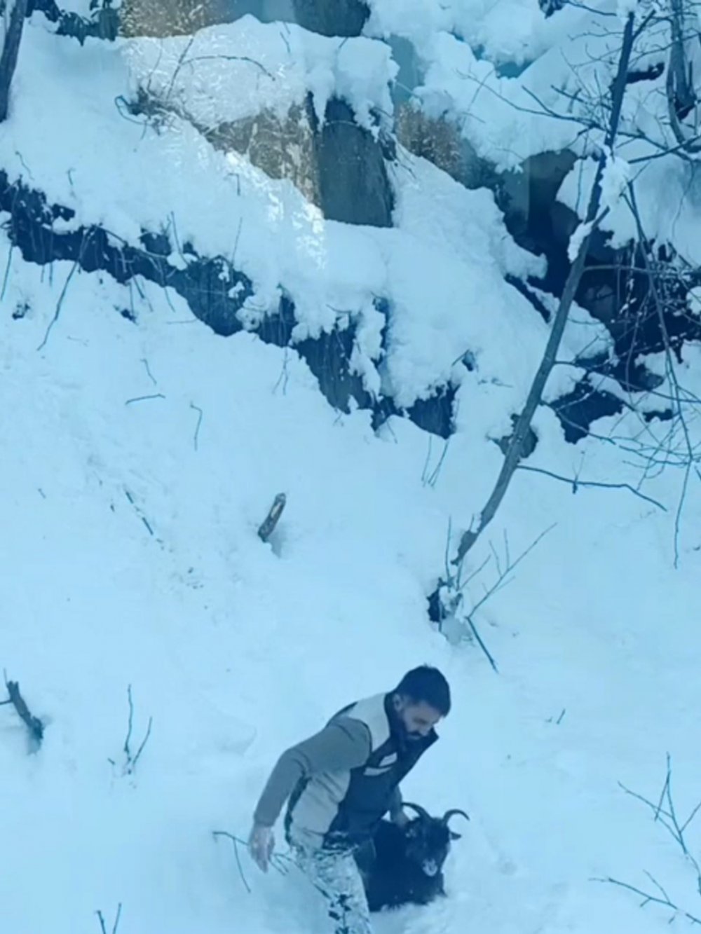 Ardeşen’de Kaybolan Keçi İş Makinesiyle Sahibine Ulaştırıldı