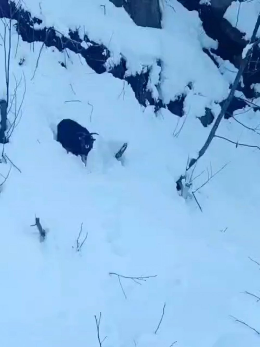 Ardeşen’de Kaybolan Keçi İş Makinesiyle Sahibine Ulaştırıldı