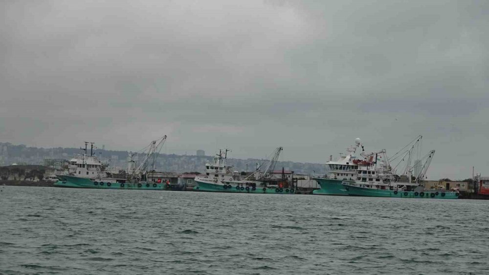 Türkiye’yi Terk Eden Hamsinin Yolu Gözleniyor