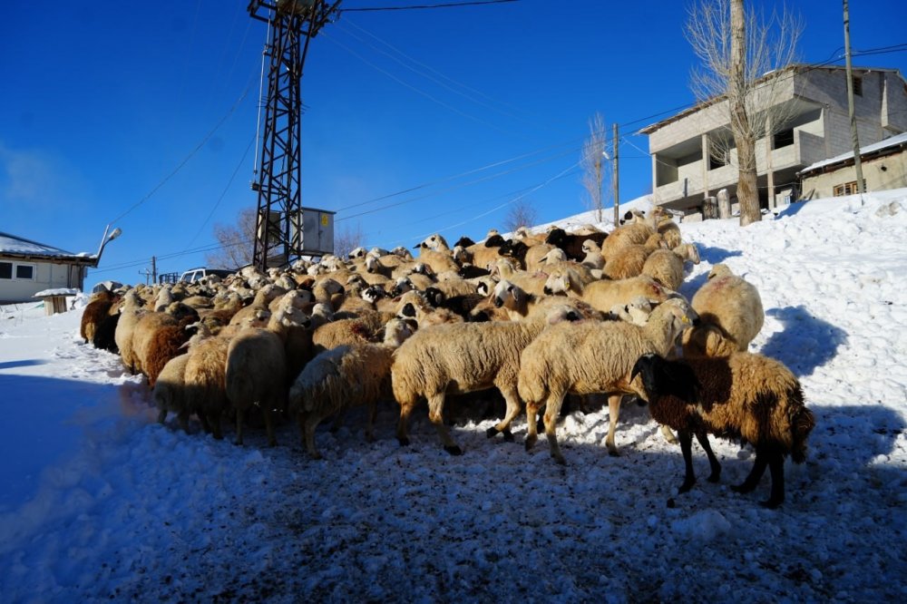 Bayburtlu Besici Zorlu Kış Şartlarına Rağmen 140 Hayvanını Sevgiyle Büyütüyor