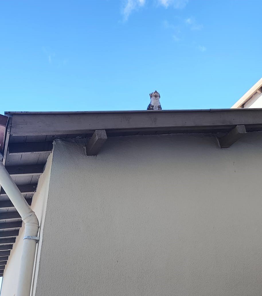 Çorum’da Binanın Çatısında Mahsur Kalan Kediyi İtfaiye Ekibi Kurtardı