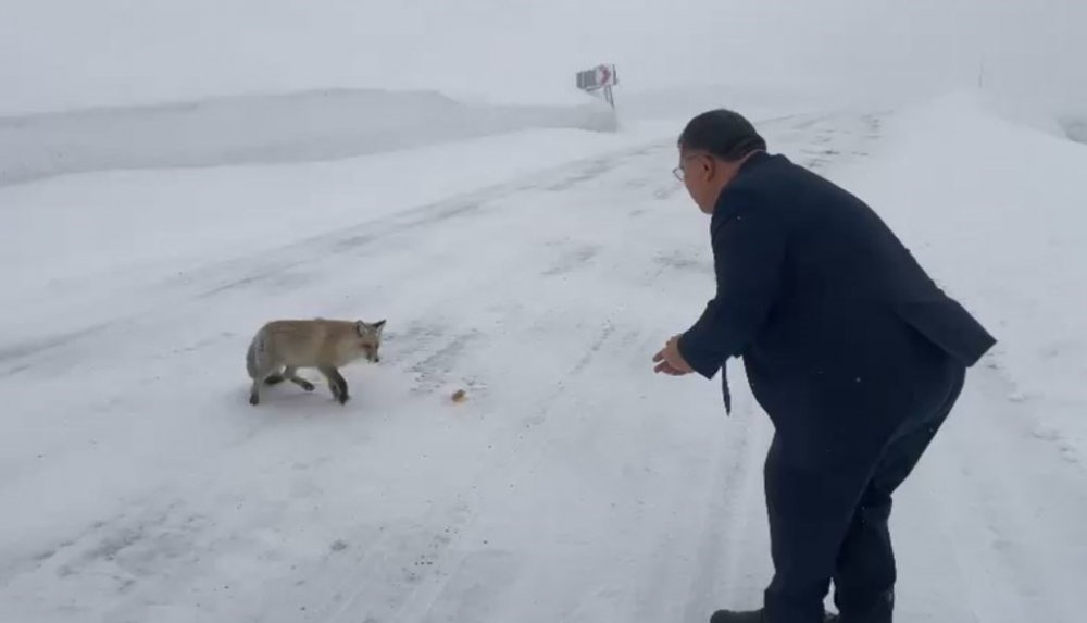 Sahara Geçidi’nde Karşılaştığı Tilkiye Yiyecek Verdi