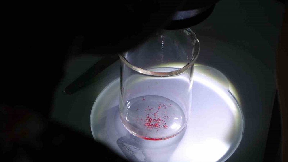 Kolorektal Kanser Tedavisi İçin Yeni Umut