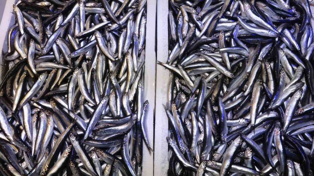 Tezgâhlara Taze Hamsi Döndü: Uzun Aradan Sonra Yeniden Satışta