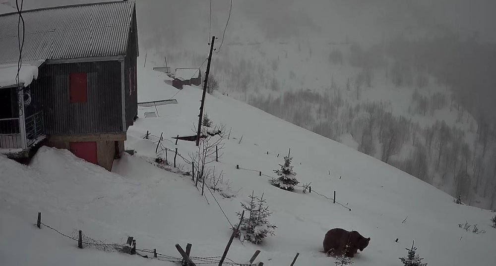 Sis Dağı’nın Davetsiz Misafiri: Koca Ayı Evleri Mesken Tuttu