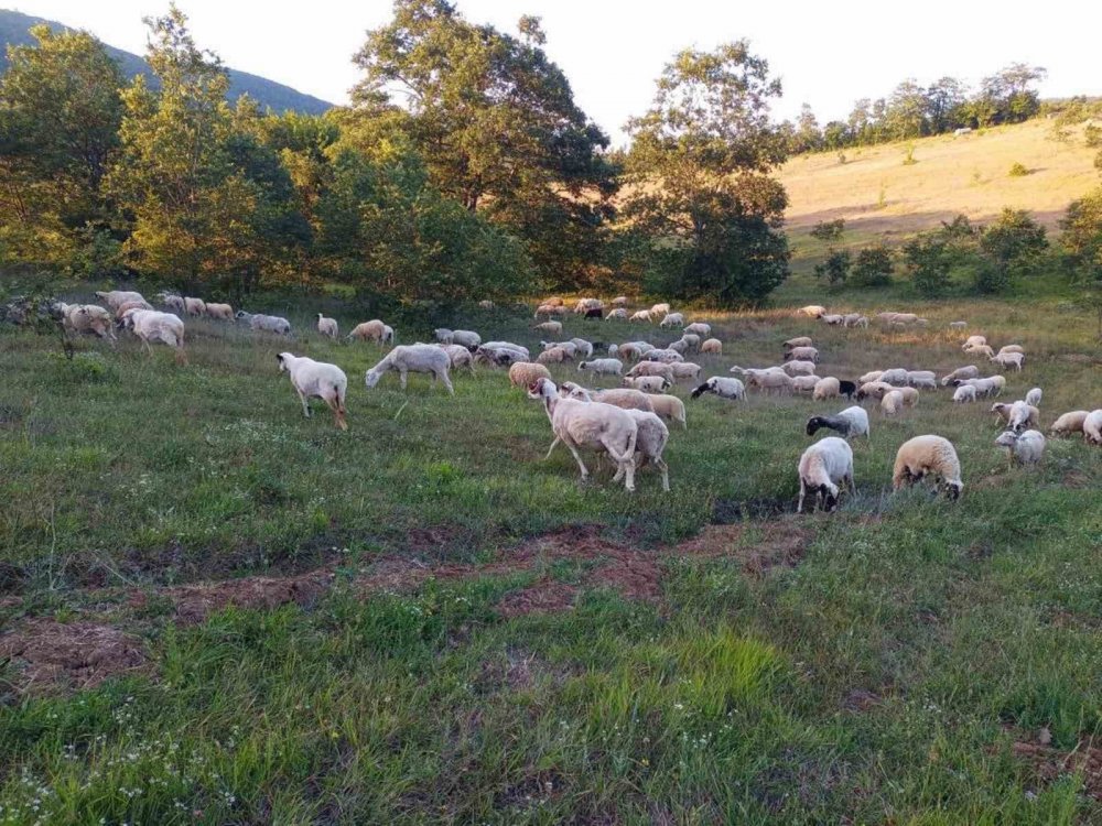 Hayvancılıkta Samsun Farkı: 19 Bin 495 Manda İle İlk Sırada