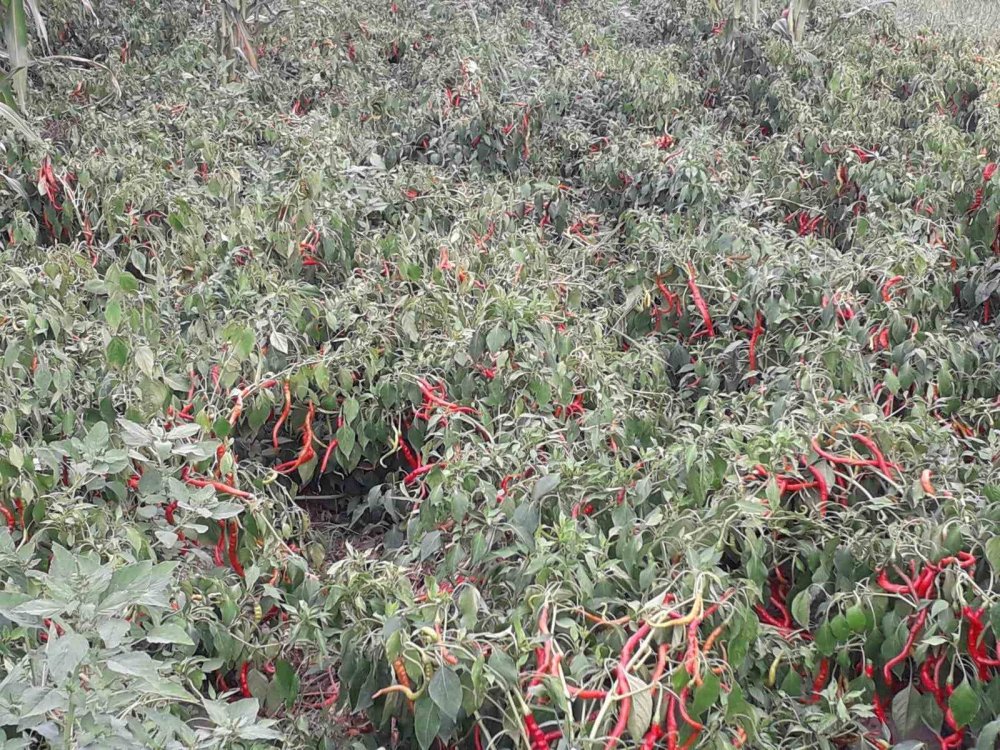 Çarşamba’nın Tescilli Lezzeti ’biber Tuzu’ Sofraları Süslüyor