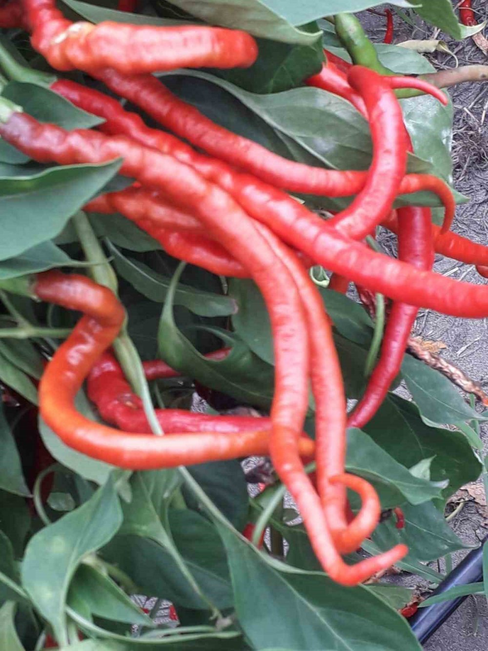 Çarşamba’nın Tescilli Lezzeti ’biber Tuzu’ Sofraları Süslüyor