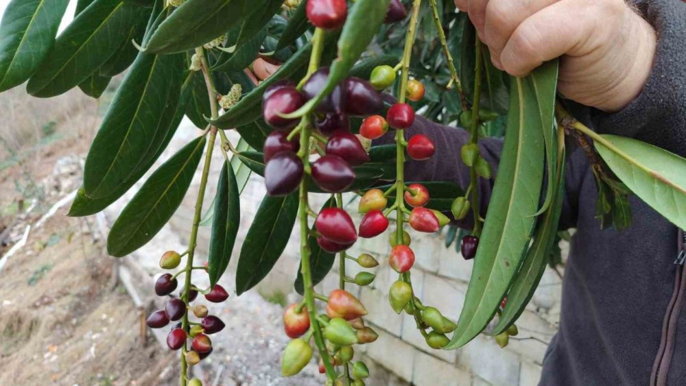 Kış Ortasında Yalancı Bahara Aldanan Karayemiş Ve Dut Ağaçları Çiçek Açıp Meyve Verdi