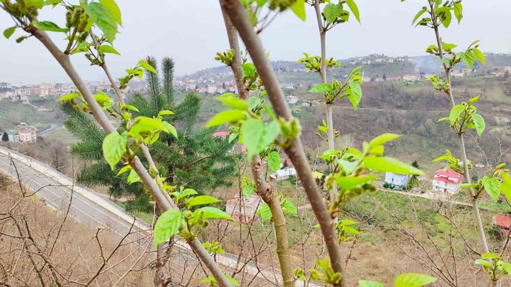 Kış Ortasında Yalancı Bahara Aldanan Karayemiş Ve Dut Ağaçları Çiçek Açıp Meyve Verdi