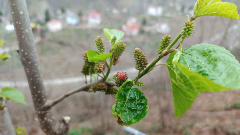 Kış Ortasında Yalancı Bahara Aldanan Karayemiş Ve Dut Ağaçları Çiçek Açıp Meyve Verdi