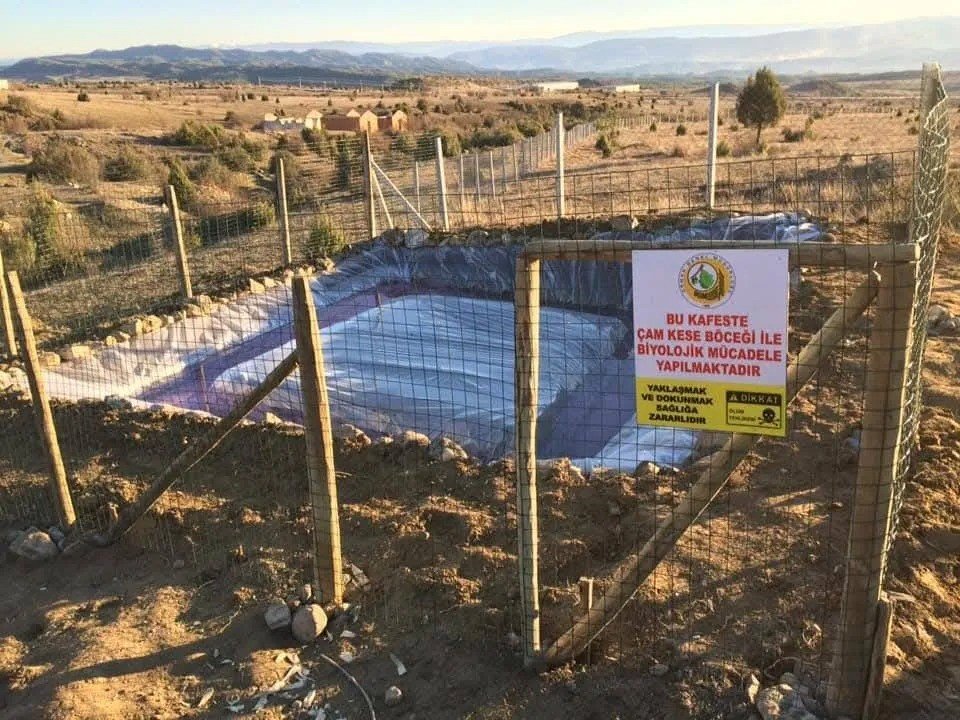 Sinop’ta Çam Kese Böceği İle Mücadele