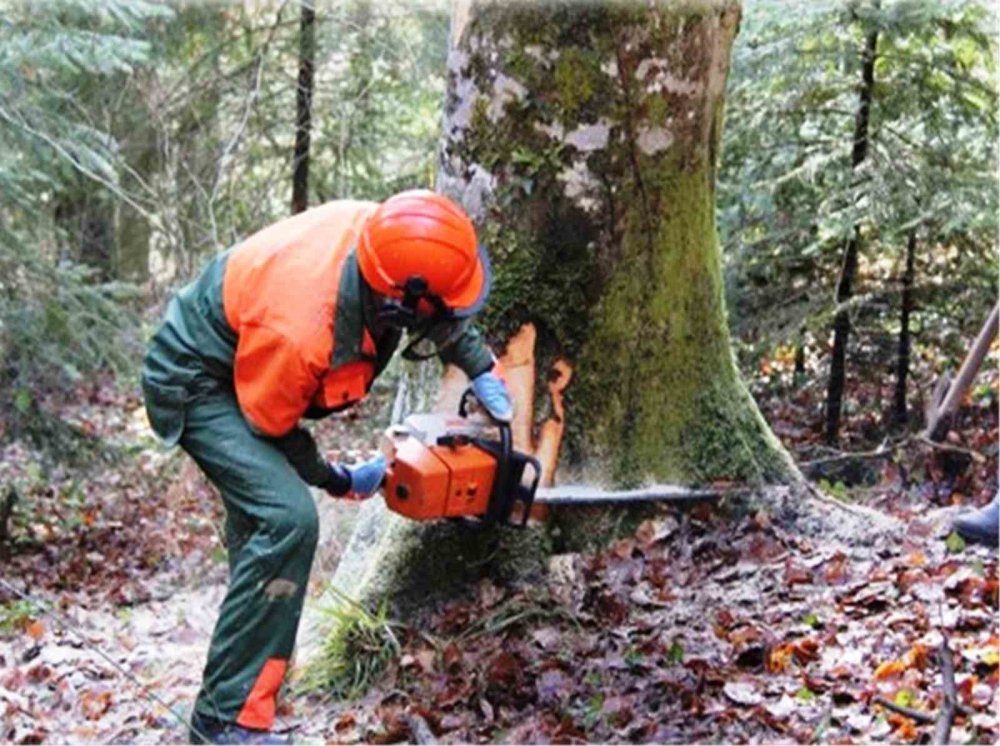 Samsun’da Orman Üretiminden 1,7 Milyar Tl Katkı