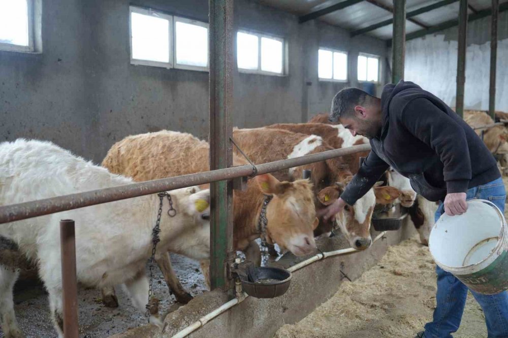 Bayburt'ta Yem Desteği Bayburtlu Çiftçinin Yüzünü Güldürdü: "bu Destek Bize İyi Geldi"