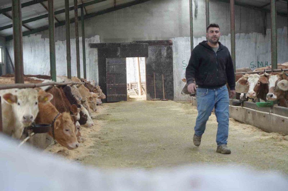 Bayburt'ta Yem Desteği Bayburtlu Çiftçinin Yüzünü Güldürdü: "bu Destek Bize İyi Geldi"