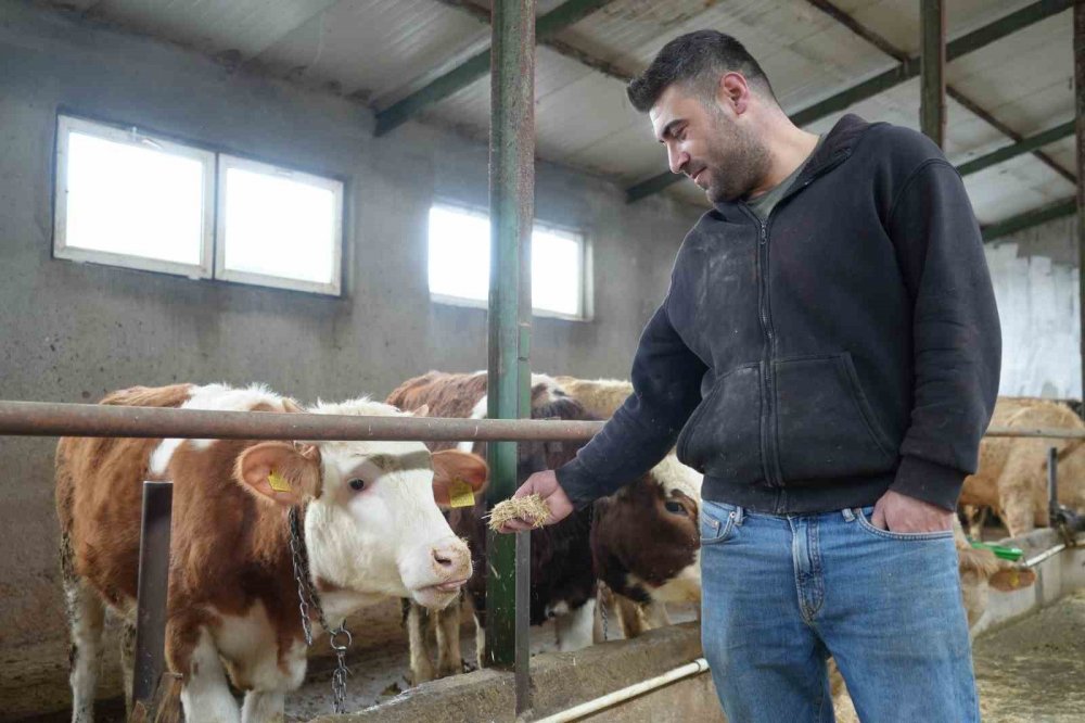 Bayburt'ta Yem Desteği Bayburtlu Çiftçinin Yüzünü Güldürdü: "bu Destek Bize İyi Geldi"