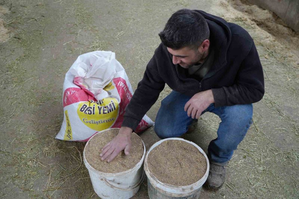 Bayburt'ta Yem Desteği Bayburtlu Çiftçinin Yüzünü Güldürdü: "bu Destek Bize İyi Geldi"