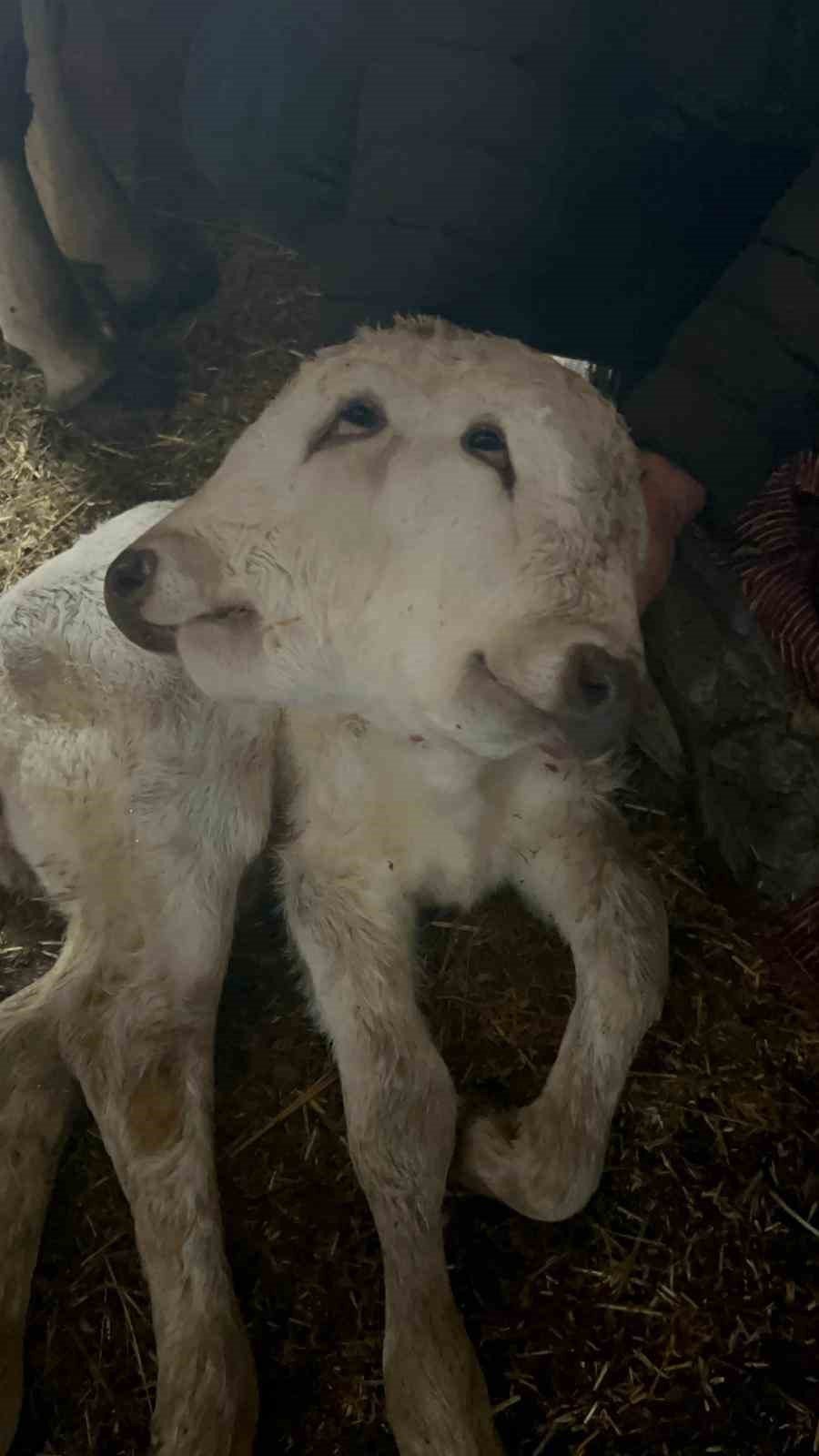 Erzurum’un Şenkaya ilçesinde çift başlı buzağı dünyaya geldi