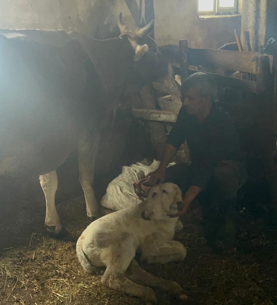 Erzurum’un Şenkaya ilçesinde çift başlı buzağı dünyaya geldi