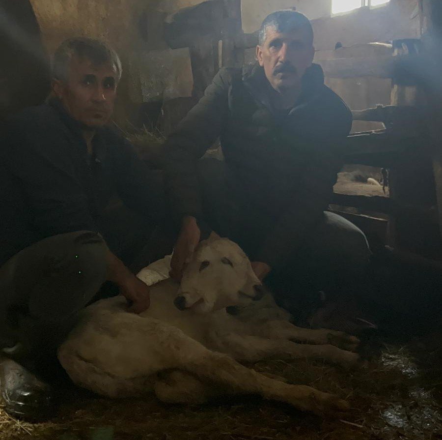 Erzurum’un Şenkaya ilçesinde çift başlı buzağı dünyaya geldi