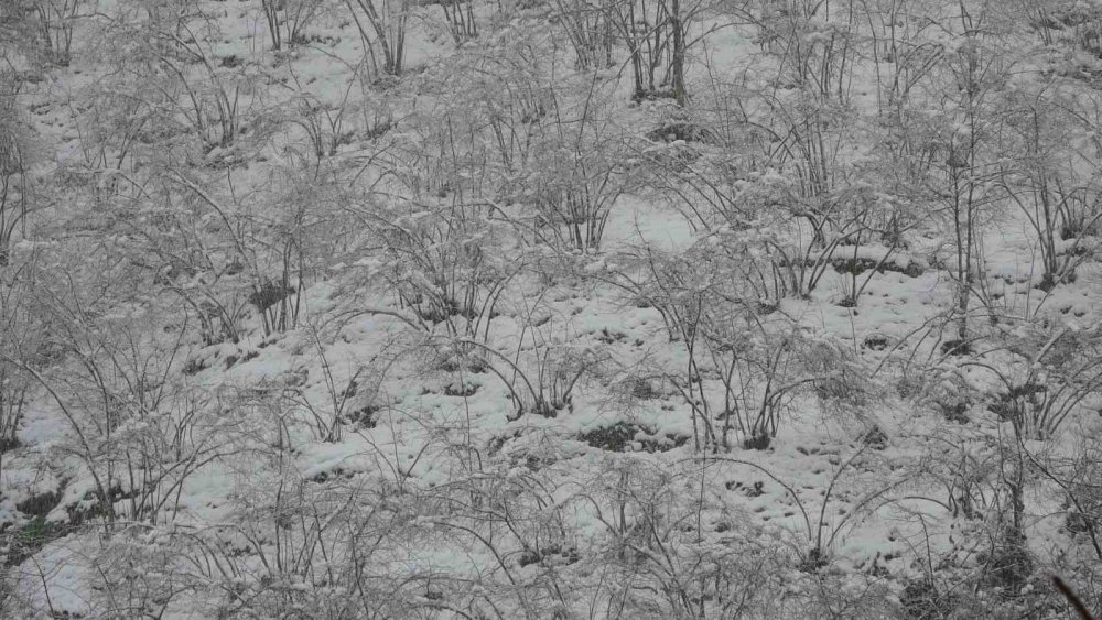 Fındıkta Zirai Don Tehlikesi Devam Ediyor