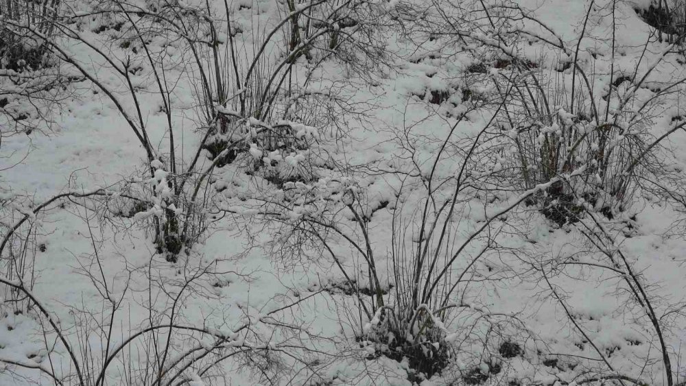 Fındıkta Zirai Don Tehlikesi Devam Ediyor