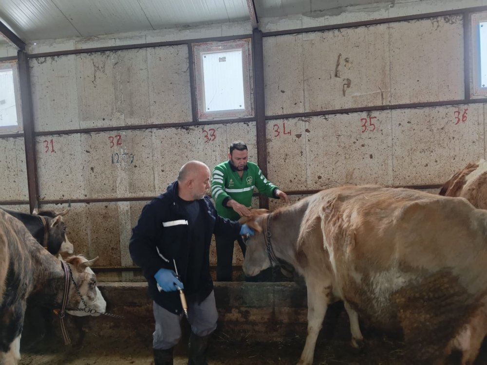 Aydıntepe’de 2026 İlkbahar Şap Aşılama Kampanyası Tamamlandı