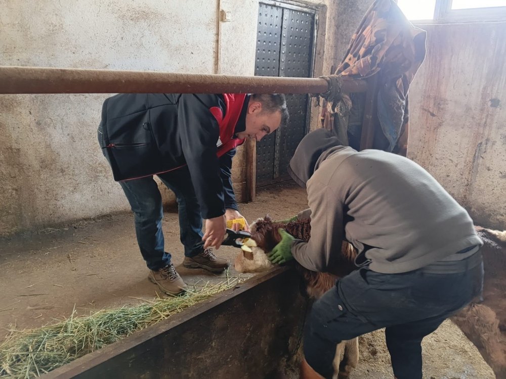 Aydıntepe’de 2026 İlkbahar Şap Aşılama Kampanyası Tamamlandı