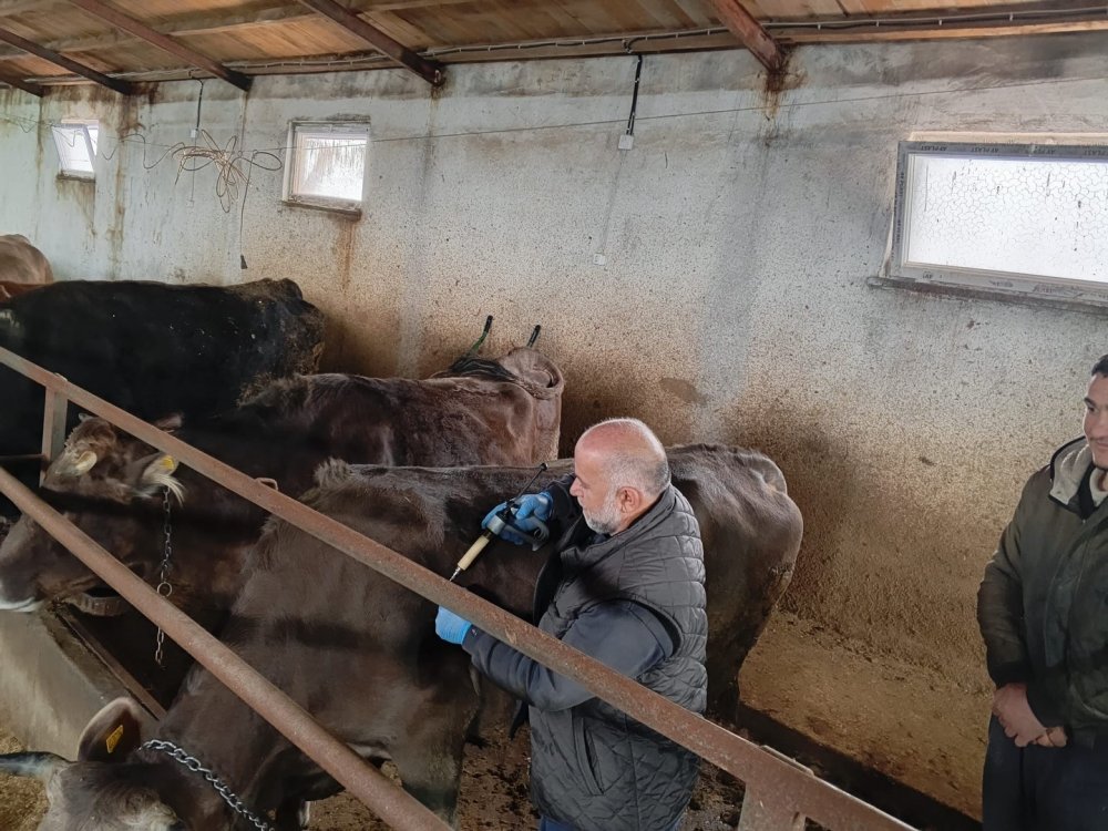 Aydıntepe’de 2026 İlkbahar Şap Aşılama Kampanyası Tamamlandı