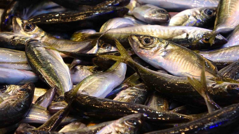 Hamside Beklenen Son