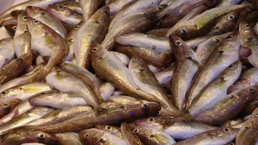 Hamside Beklenen Son