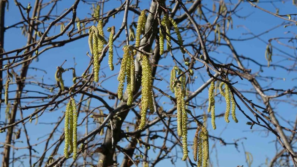 Fındıkta Doğru Bilinen Yanlışlara Karşı Uyardı