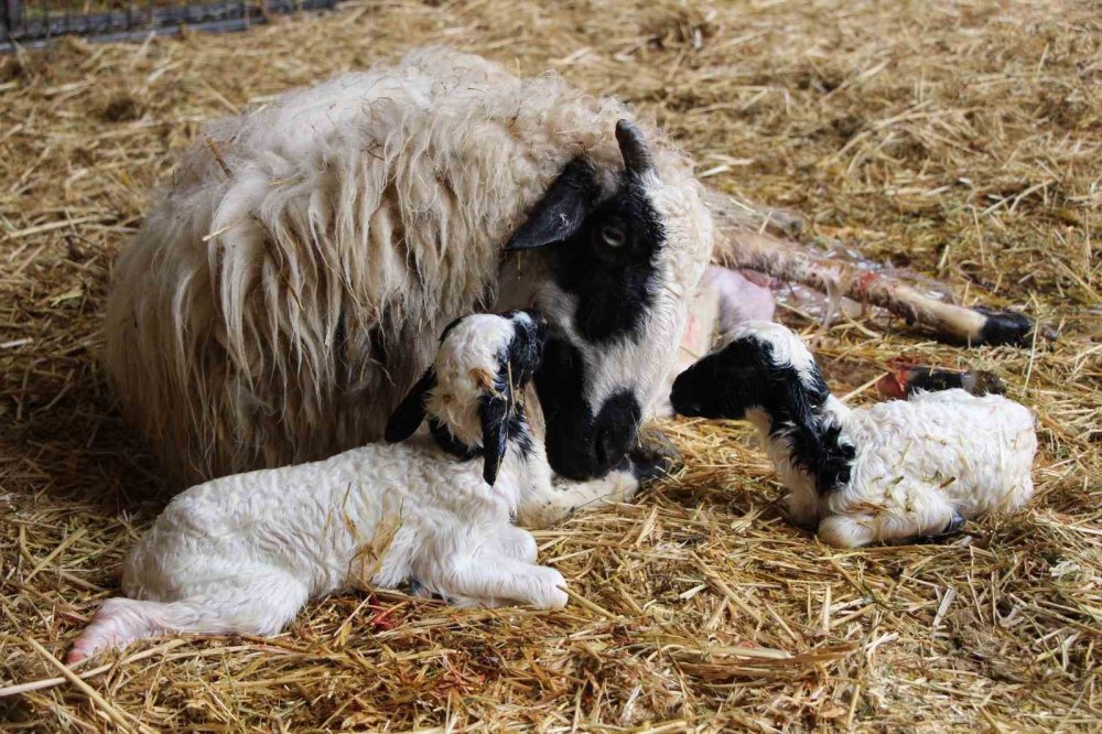 Hayvancılara Kritik Uyarı: Kuzu Ve Buzağı Bakımında İlk Saatler Hayati Önemde