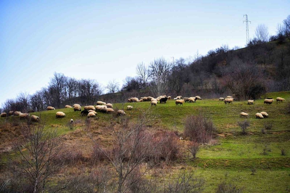 Gümüşhane’de Baharın Renkleri Kışın Beyazıyla Kucaklaştı