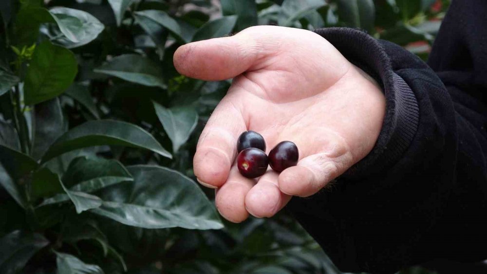 Ordu’da Karayemiş Ağacı 3 Ay Erken Meyve Verdi