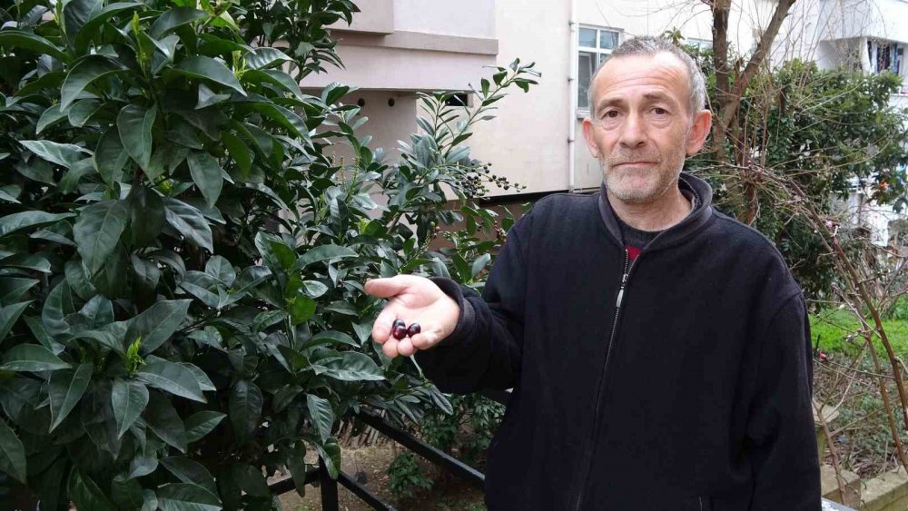 Ordu’da Karayemiş Ağacı 3 Ay Erken Meyve Verdi