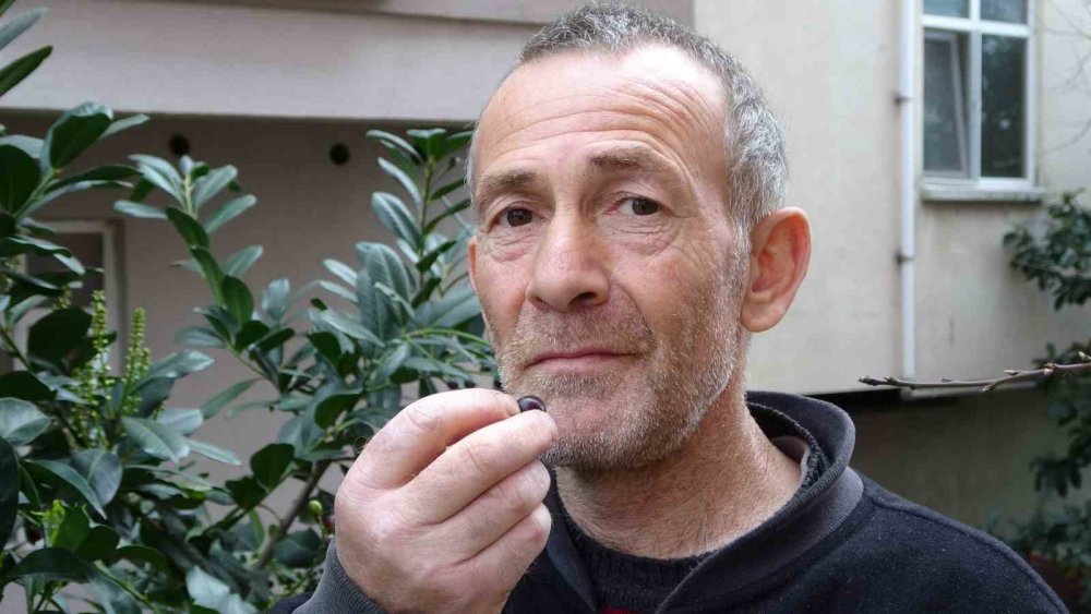 Ordu’da Karayemiş Ağacı 3 Ay Erken Meyve Verdi