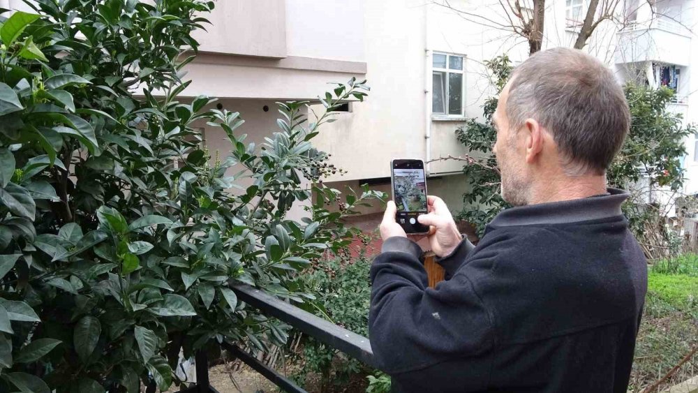 Ordu’da Karayemiş Ağacı 3 Ay Erken Meyve Verdi