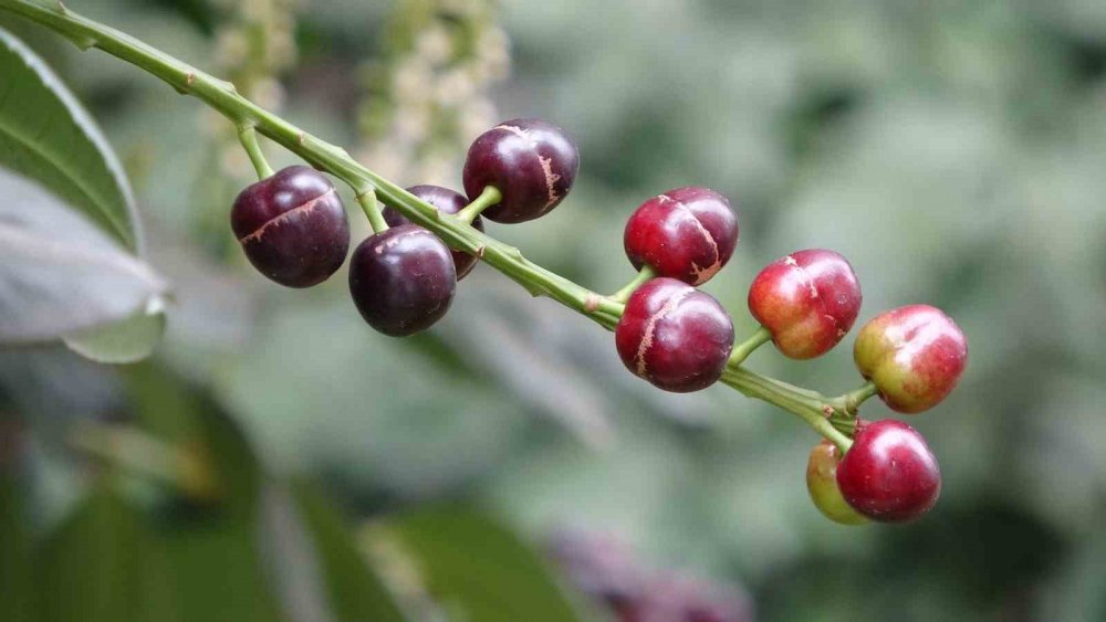 Ordu’da Karayemiş Ağacı 3 Ay Erken Meyve Verdi