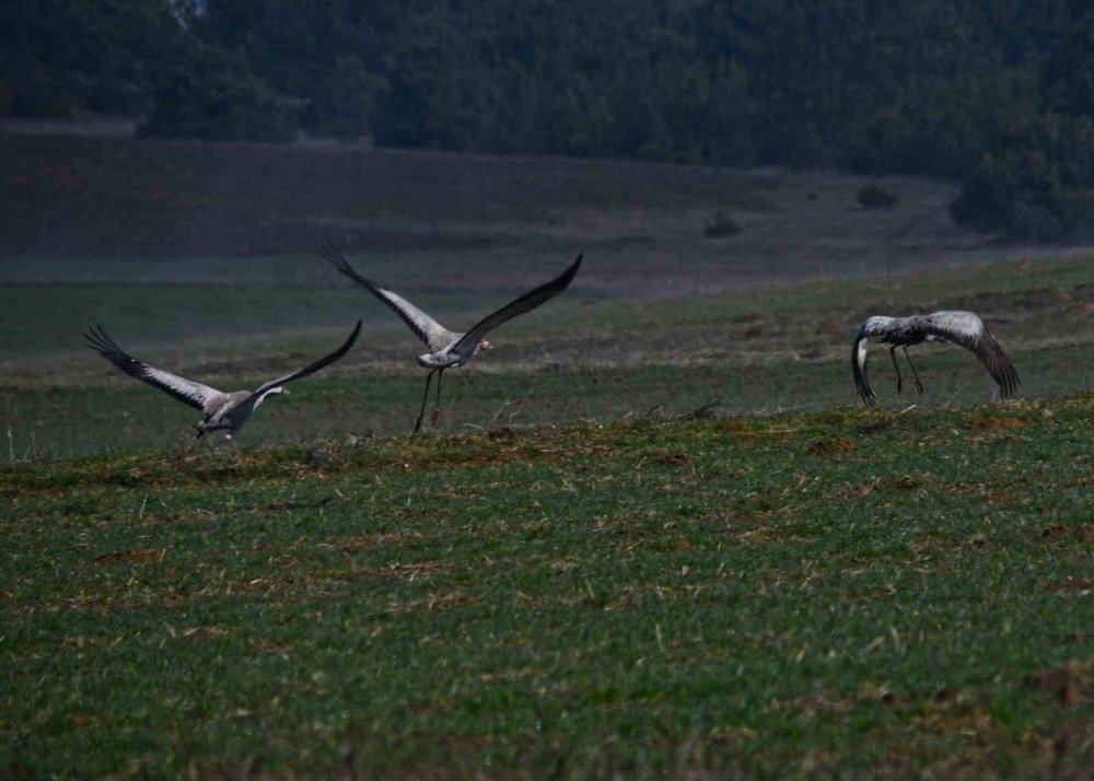Kastamonu’da Görsel Şölen: Turna Ailesi Göç Yolunda Görüntülendi